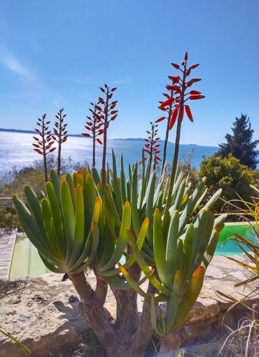 Aménagement de jardin à Hyères Aménagement de jardin à Hyères