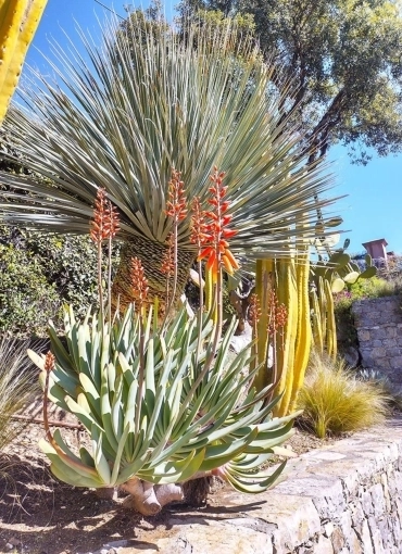 Jardin méditerranéen à Bormes-les-Mimosas Jardin méditerranéen à Bormes-les-Mimosas